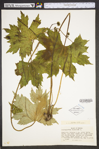 Hydrophyllum canadense image