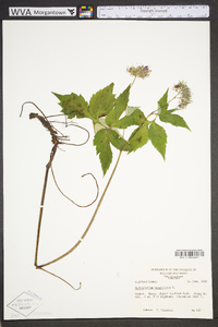 Hydrophyllum virginianum image