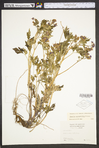 Phacelia bipinnatifida image