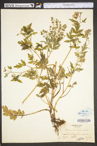 Phacelia bipinnatifida image