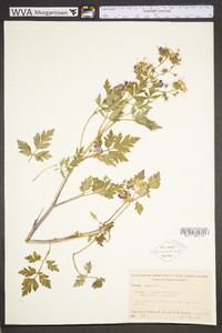 Phacelia bipinnatifida image