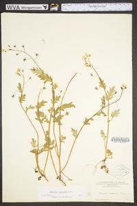 Phacelia fimbriata image