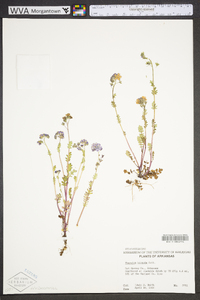 Phacelia hirsuta image