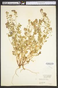 Phacelia hirsuta image