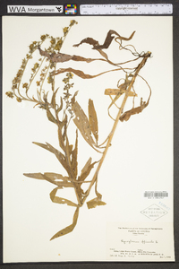 Cynoglossum officinale image