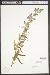 Echium vulgare image