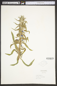 Echium vulgare image