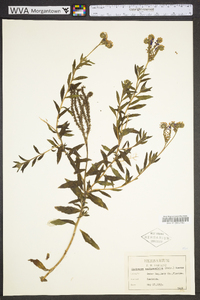 Heliotropium amplexicaule image