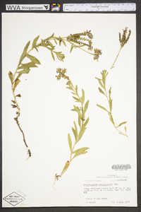 Heliotropium amplexicaule image