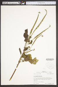 Heliotropium indicum image