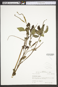 Heliotropium indicum image