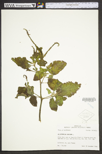 Heliotropium indicum image