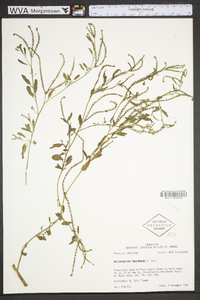 Heliotropium procumbens image