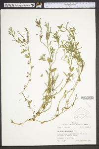 Heliotropium procumbens image