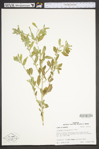 Heliotropium procumbens image