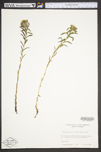 Lithospermum caroliniense image