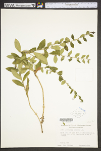 Lithospermum tuberosum image