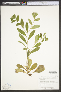 Lithospermum tuberosum image