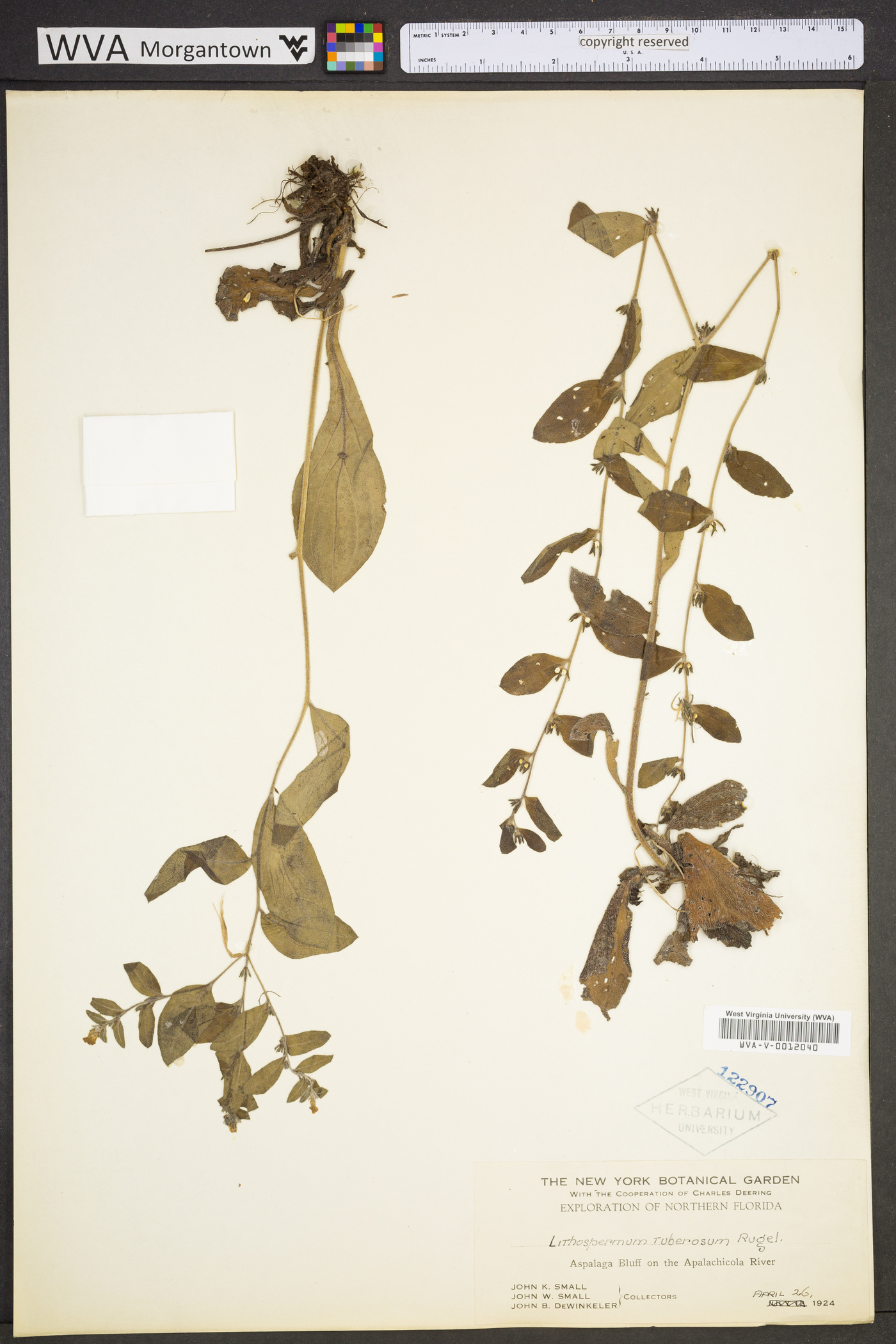 Lithospermum tuberosum image