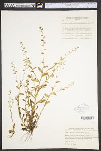 Myosotis macrosperma image