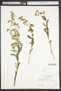 Onosmodium virginianum image