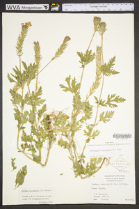 Glandularia canadensis image