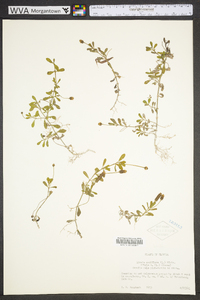 Phyla nodiflora image