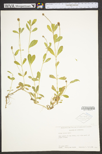 Phyla nodiflora image