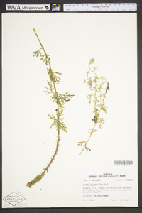 Glandularia bipinnatifida var. bipinnatifida image