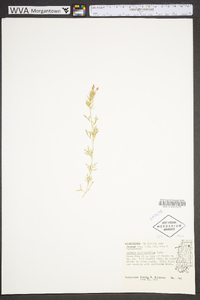 Glandularia bipinnatifida var. bipinnatifida image