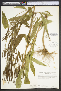 Verbena hastata image