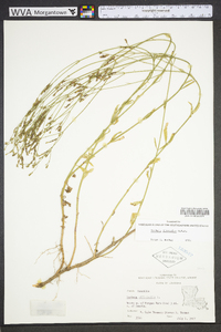 Verbena litoralis image