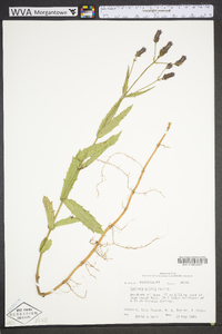 Verbena rigida image