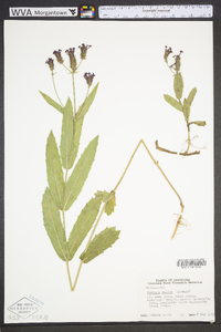 Verbena rigida image