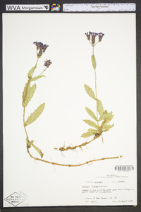 Verbena rigida image