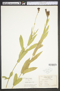 Verbena rigida image