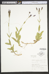 Verbena rigida image