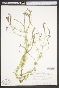 Glandularia pulchella image