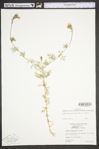 Glandularia pulchella image