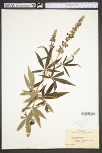 Vitex agnus-castus image