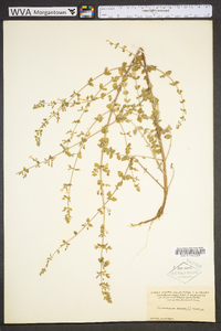 Calamintha nepeta image