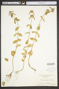 Clinopodium vulgare image