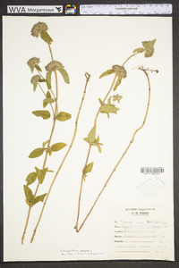 Clinopodium vulgare image