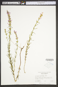 Dicerandra odoratissima image