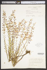 Dicerandra linearifolia image
