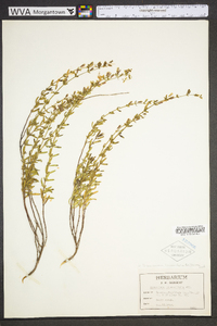 Dicerandra linearifolia image