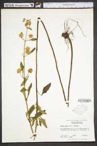 Hyptis alata image