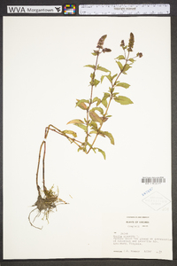 Mentha × piperita image