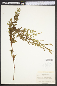 Mentha spicata image