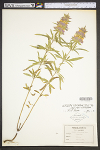 Monarda citriodora image